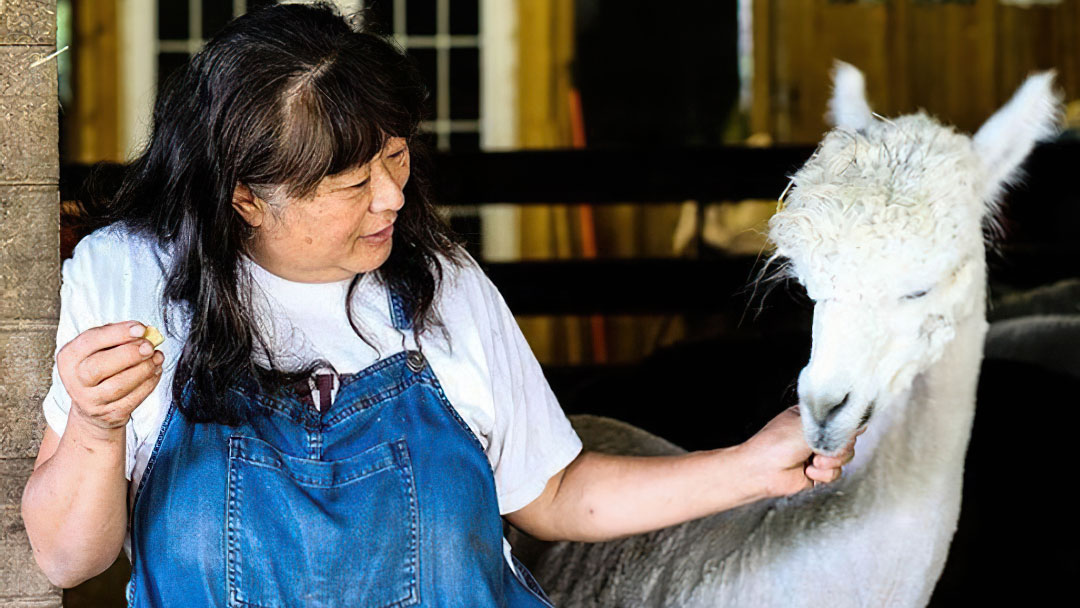 Amy Kung Oliver, Owner - Old Mill Alpacas